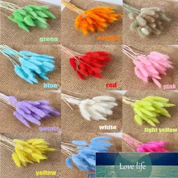 30Pcs/lot Lagurus Ovatus Natural Dried Flowers Colorful Tail Grass Real Flower Bouquet for Home Wedding Decoration1 Factory price expert design Quality Latest