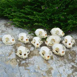 1-10pcs real animal Skull specimen Collectibles Study 211108