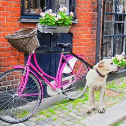 犬の襟のリーシュ耐久性のある屋外自転車ウォーカーはナイロンライディングリードロープ犬のアクセサリーを送信