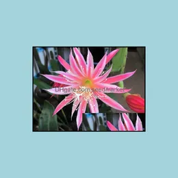 Dekoracje ogrodowe patio trawnik 100pcs liściaste epiphyllum nasiona kwiatowe Bonsai Rzadka roślina do sadzenia na dziedzińcu beautifyi