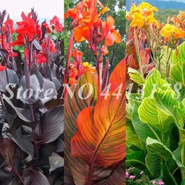 50 pcs seeds / bag Colorful Canna Lily Bonsai Potted Plants Indoor & Outdoor Colors Blooming Garden Flowers Planta Easy Grow Decorative Landscaping Aerobic Potted