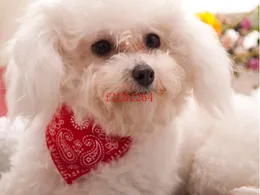 送料無料5色調整可能なペット犬猫バンダナスカーフ襟ネッカーチェ4サイズ、500ピース/ロット