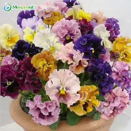 100seeds / pack lindos sementes de amor perfeito mistura cor ondulada viola tricolor flor sementes bonsai em vaso diy homegarden frete grátis