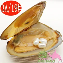 Moda urok biżuteria Naturalne słodkowodne Pearl Oyster 6-8mm 3 sztuki # 19 Naturalne białe perły w trójkąt ostrygi w opakowaniu próżniowym