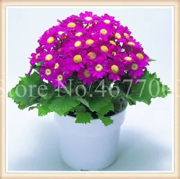 50 szt. Nasiona Mix Colors Pericalis Upiększony Balkon Bonsai Chrysanthemum Kwiat Hybrida DIY Do Home Garden Novel Planter Pot