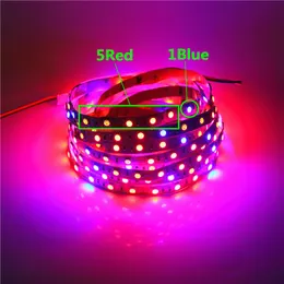 5050 LED Plant Grow Lights 5M Waterproof DC12V Red Blue 3:1 4:1 5:1 Full Spectrum LED Strip Light for Greenhouse