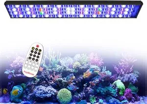 Lighting for Ornamental Coral Growth: Ultimate Guide to Thrive