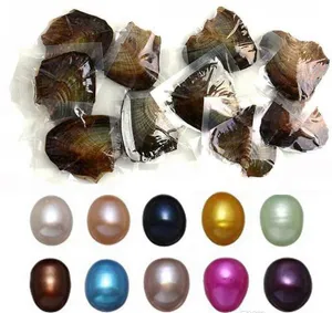 NEW Oysters With Dyed Natural Pearls Inside Pearl Party Oysters In Bulk Open At Home Pearl Oysters With Vacuum Packaging