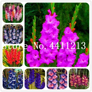 Best Price 200 pcs different perennial gladiolus flower Bonsai plant seeds , Rare sword lily very beautoful Flower for planting garden house
