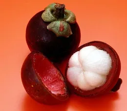 Sementes de mangostão, rainha nutriente rica de frutas tropicais, sementes de frutas, 10 sementes