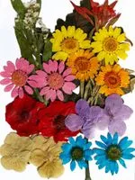 Comprar 1 bolsa de flores secas, relleno de resina UV, DIY, Molde de resina  epoxi, colgante, joyería decorativa, arte floral prensado Natural,  decoraciones florales