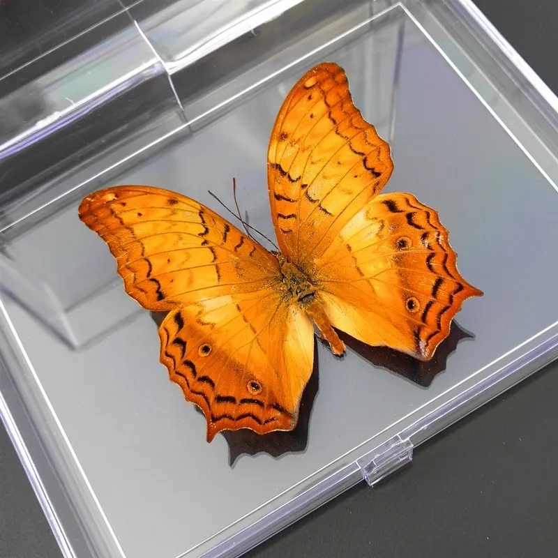 1 Шт. Натуральный Реальный Образец Бабочки, Красочные Смешанные.