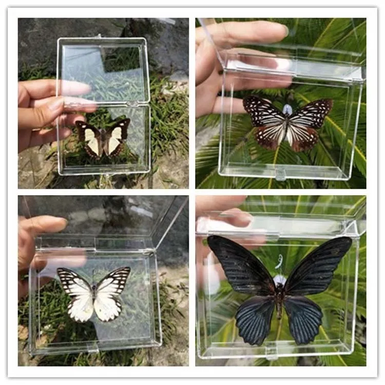 家の装飾、教育教育、DIYアートワーク、ギフトのためのナチュラル  