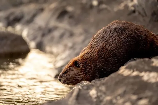 Why Beavers Build Dams Exploring the Ecological Benefits and Impact on ...