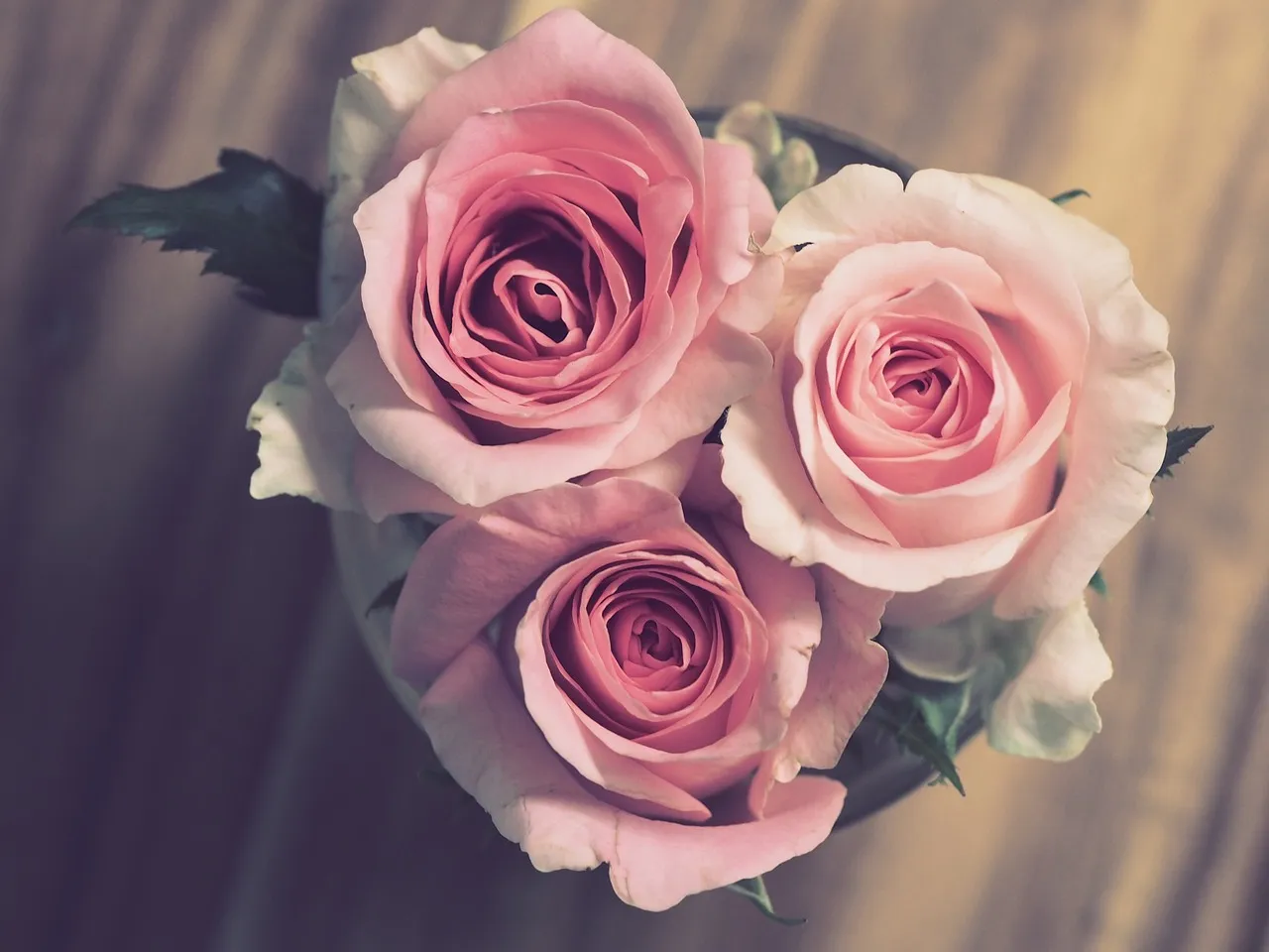 Des Roses Roses The Meaning of Different Colour Roses