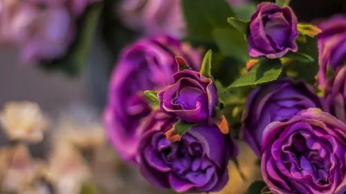 Purple Christmas Roses Why Purple Roses are the Perfect Gift for Any Occasion