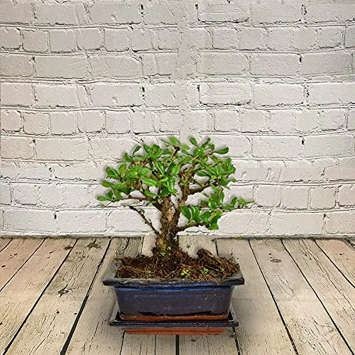 X Mini Tree Spruce Up Your Home Decor: Discover 5 Captivating Miniature Trees