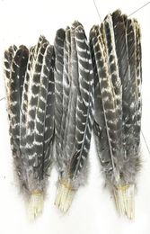 entiers beaux plumes de queue sauvage précieuse 812 pouces 2030cm de nombreuses tailles pour vous pour choisir3427662