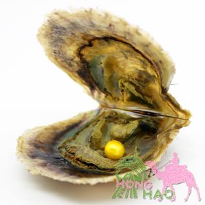 Des perles de couleur de gros 7-8mm 7 # sont placées dans des huîtres perlières de sel Akoya, emballées sous vide et transportées