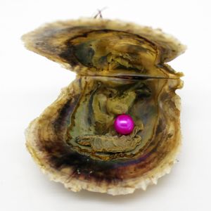 Gros 7-8mm couleur # 15 huîtres emballées sous vide huître perlière akoya huître perlière d'eau salée beaucoup de couleurs stock
