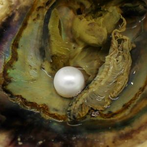 Groothandel 7-8 mm Natural Akoya Salt Pearl Oyster 19# Wit een totaal van 29 kleuren om te kiezen uit Smoky Quartz