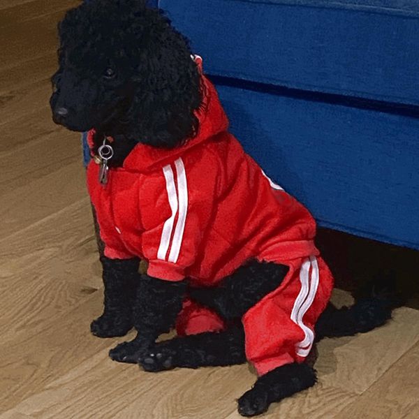 Vêtements d'hiver Adidog, vêtements pour chiens de compagnie pour chiens de petite, moyenne et grande taille, sweat-shirt à capuche pour gros chien, veste pour chiot, Costume Schnauzer carlin