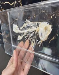 Wired Fish skeleton Rariteitenkabinet vis taxidermie Hars dierspecimen in helder hars blok schedel skelet leerspeelgoed Actieve aanvulling4710591